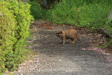 Fototapeta premium 路地から出てきた野良猫