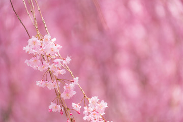 写真素材：しだれ桜　さくら　サクラ　コピースペース　春　花　高見の郷　奈良県　2019年4月