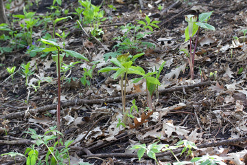 A clump of emerging jack-in-the-pulpit wildflowers growing in their woodland habitat