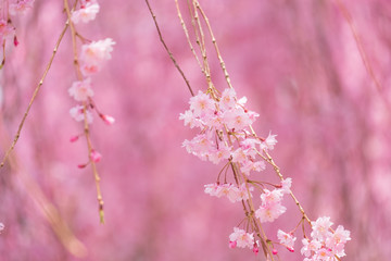 写真素材：しだれ桜　さくら　サクラ　コピースペース　春　花　高見の郷　奈良県　2019年4月