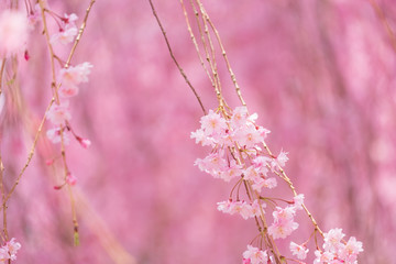 写真素材：しだれ桜　さくら　サクラ　コピースペース　春　花　高見の郷　奈良県　2019年4月