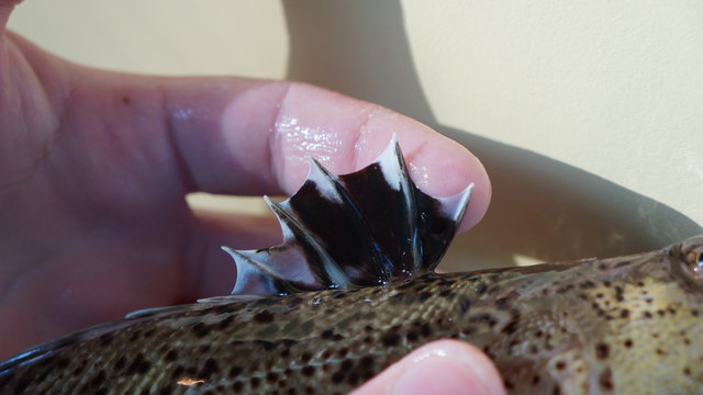 P&ecirc;che sous marine de vive en corse