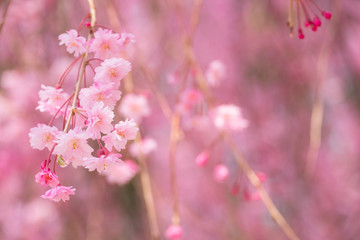 写真素材：しだれ桜　さくら　サクラ　コピースペース　春　花　高見の郷　奈良県　2019年4月