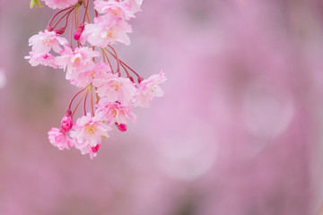 写真素材：しだれ桜　さくら　サクラ　コピースペース　春　花　高見の郷　奈良県　2019年4月