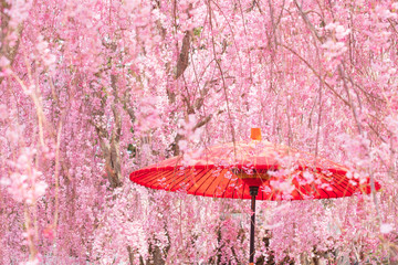 枝垂桜と和傘　和風イメージ　春　高見の郷　4月