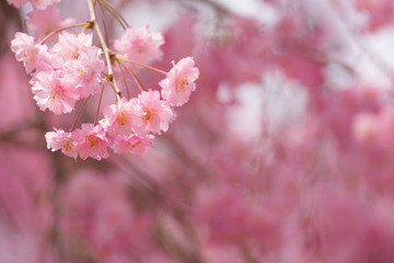 しだれ桜　春　花　高見の郷　奈良県　2019年4月