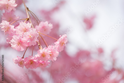 しだれ桜 春 花 高見の郷 奈良県 19年4月 Wall Mural Rummy Rummy しだれ桜 春 花 高見の郷 奈良県 19年4月 Wall Mural Rummy Rummy