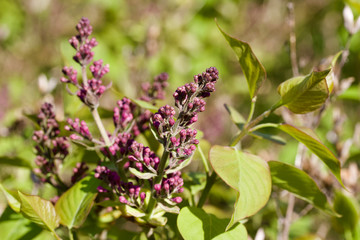Macro view of emerging purple flower buds on a Persian lilac bush