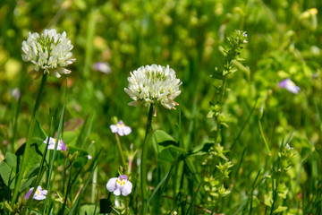 初夏の日差しを浴びるシロツメクサ