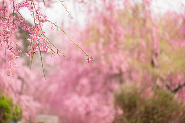 しだれ桜　春　花　高見の郷　奈良県　2019年4月