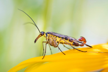 Scorpionfly - Panorpa communis with Rudbeckia subtomentosa