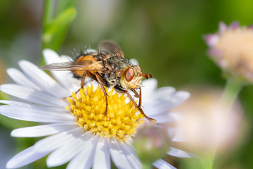 Marsh fly on a marguerite - daisy flower.