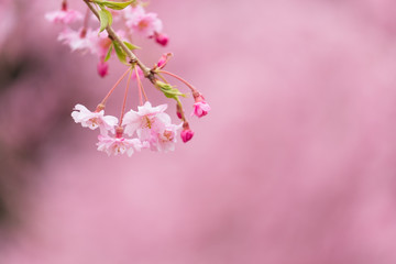 写真素材：しだれ桜　さくら　サクラ　コピースペース　春　花　高見の郷　奈良県　2019年4月