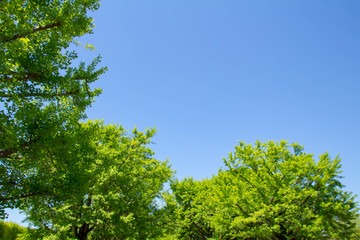 澄んだ青空と新緑の銀杏の葉