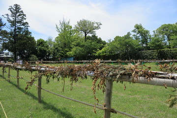 京都、上賀茂神社で行われる賀茂競馬のコースと埒と呼ばれる柵のある風景