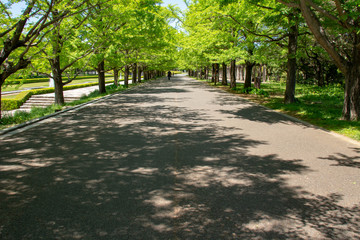 昭和記念公園の新緑の銀杏並木