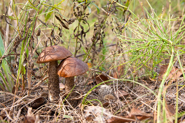 Close up view of two brown cap boletus growing in forest.