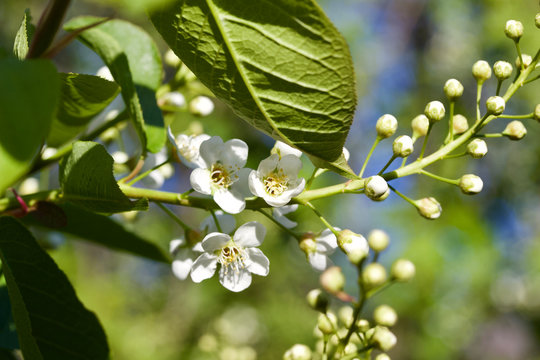 Close up view of emerging white flower buds on a Canada red cherry tree