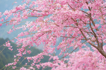 しだれ桜　春　花　高見の郷　奈良県　2019年4月