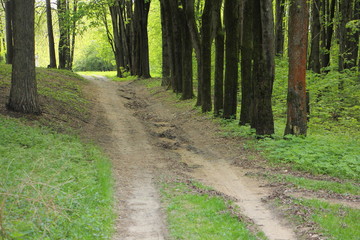 Fototapeta premium Picturesque forest path on a summer day - outdoor recreation, European countryside landscape