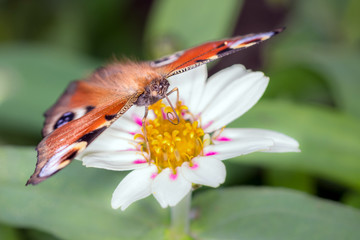 Peacock-butterfly on a blossom