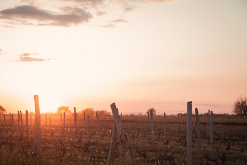 Obraz premium Beautiful view. Sunset at field. Armenia
