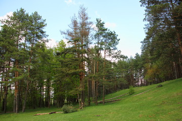 Trees on a green hill on a summer day - outdoor recreation, European countryside landscape