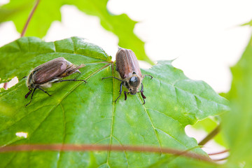 European beetle pest - common cockchafer (Melolontha) also known as a May bug or Doodlebug on maple tree branch..