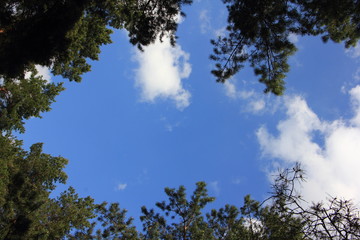 Blue sky with white clouds surrounded by tree branches, view from the bottom up - texture for background with place for inscription