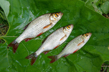 Pile of the common rudd fish on natural background.