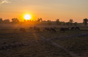 Sunset in a country field with buffaloes grazing, north east Thailand, Asia