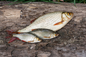 Obraz premium Several common rudd fish on natural background.