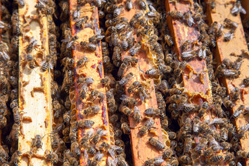 Open hive showing the bees swarming on a honeycomb..
