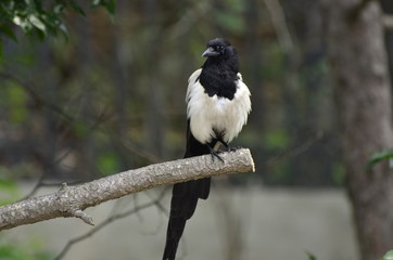 bird on branch