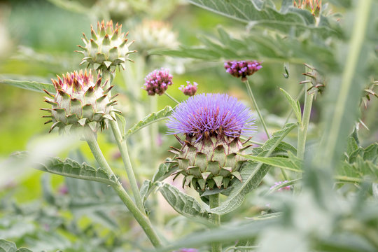 Group of artichokes plants
