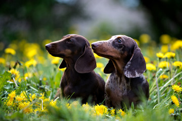 purebred miniature dachshund and dandelions