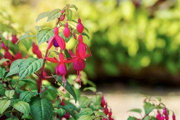 Obraz premium Close up of red purple fuchsia flower in botanical garden