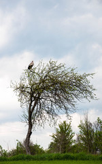 Stork sitting at the top of a tree on the background of a cloudy sky