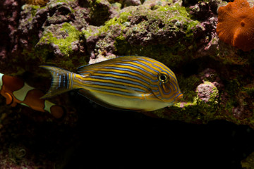 Obraz premium Clown Tang tropical fish in aquarium