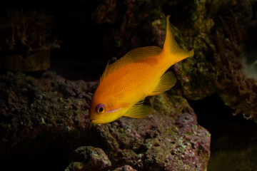 Obraz na płótnie Canvas Anthias tropical fish in aquarium