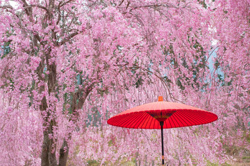 和傘としだれ桜　和風イメージ　奈良県　高見の郷