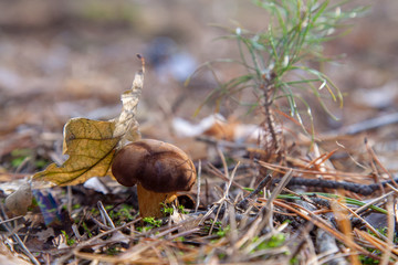Wild edible bay bolete known as imleria badia or boletus badius mushroom growing in pine tree forest..