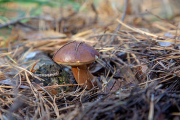 Wild edible bay bolete known as imleria badia or boletus badius mushroom growing in pine tree forest..