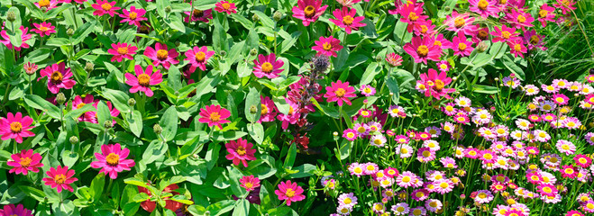 Fototapeta premium Panorama colorful flowers