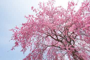 しだれ桜　春　花　高見の郷　奈良県　2019年4月