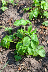 Young leaves of strawberry bush in the garden at spring time..