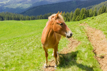 Naklejka na ściany i meble Brown horse on a highland mountain pasture
