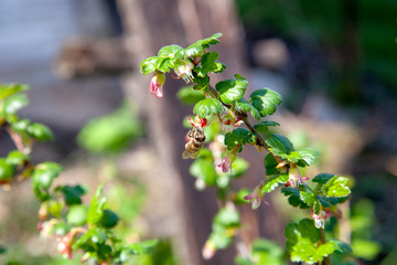 Honeybee on gooseberry bush flower collecting pollen and nectar to make sweet honey with medicinal benefits.