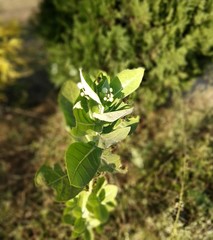 Calotropis gigantea plant