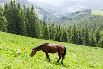 Brown horse grazing on a highland mountain pasture
